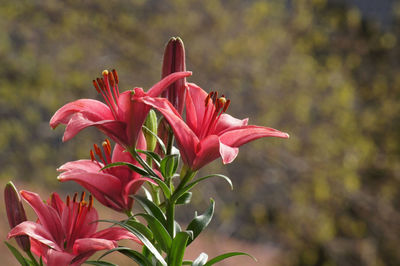 Close-up of pink lily blooming outdoors