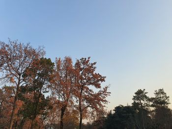 Low angle view of trees against clear sky during autumn