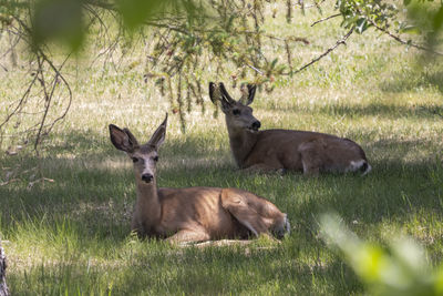 Deer in a field