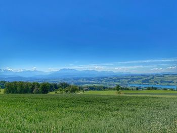 Scenic view of agricultural field against sky