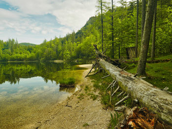 Scenic view of lake in forest against sky