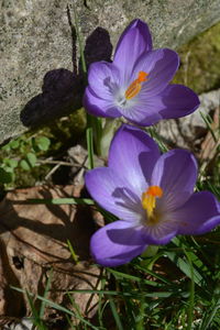 Close-up of purple crocus flowers