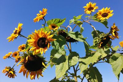 Low angle view of bee on sunflower against sky