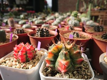 Close-up of potted plants for sale at market stall