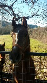 Portrait of horse standing on field