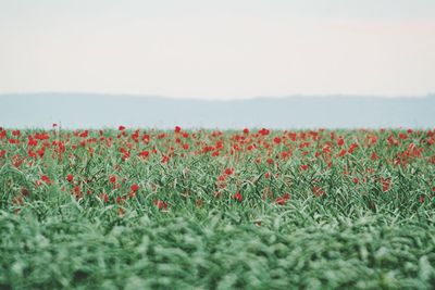 Red flowers growing in field against sky