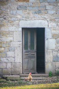 View of a bird on wall