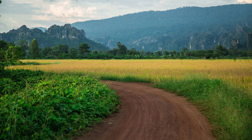 Scenic view of agricultural field against sky