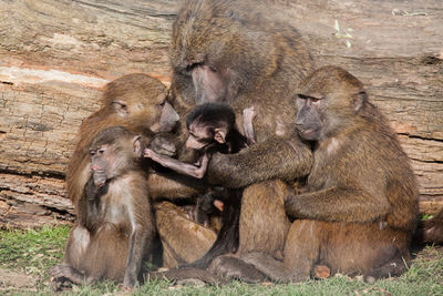 Close-up of monkey family sitting on field against wood