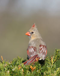 Close-up of bird perching on a field