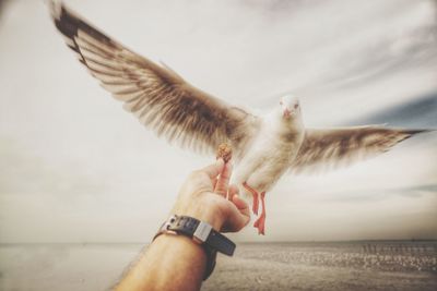 Cropped image of man feeding seagull at beach against cloudy sky