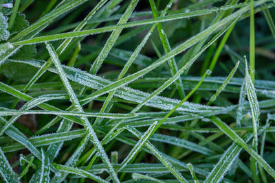Full frame shot of wet plants