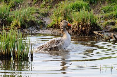 Duck swimming in lake