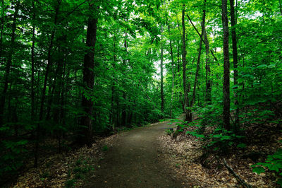 Footpath amidst trees in forest