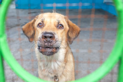 Close-up portrait of a dog