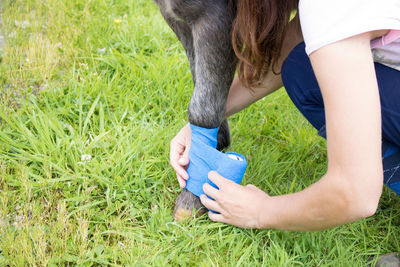 Low section of woman wrapping bandage on animal limb