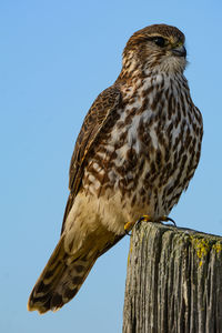 Low angle view of eagle perching on wooden post against sky