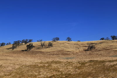 Trees on landscape against clear blue sky