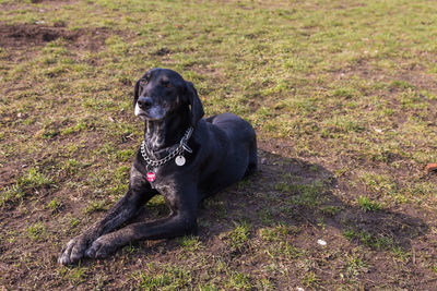 Black dog on field