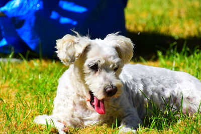 View of dog sticking out tongue on field