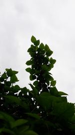 Low angle view of fresh green leaves against sky