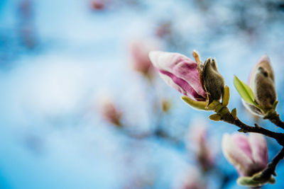 Close-up of pink flowering plant