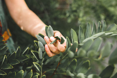 Cropped image of man holding plant
