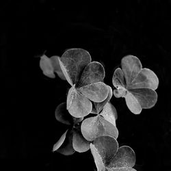 Close-up of flower over black background