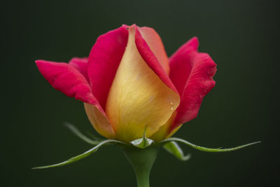 Close-up of pink rose against black background