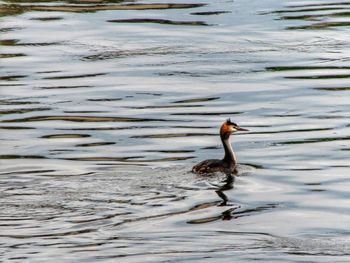 Bird swimming in lake