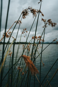 Close-up of plants by lake against sky