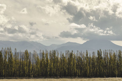 Plants growing on land against sky