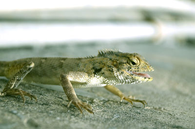 Close-up of lizard on rock