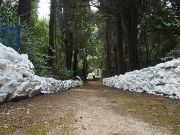 Footpath amidst trees in forest