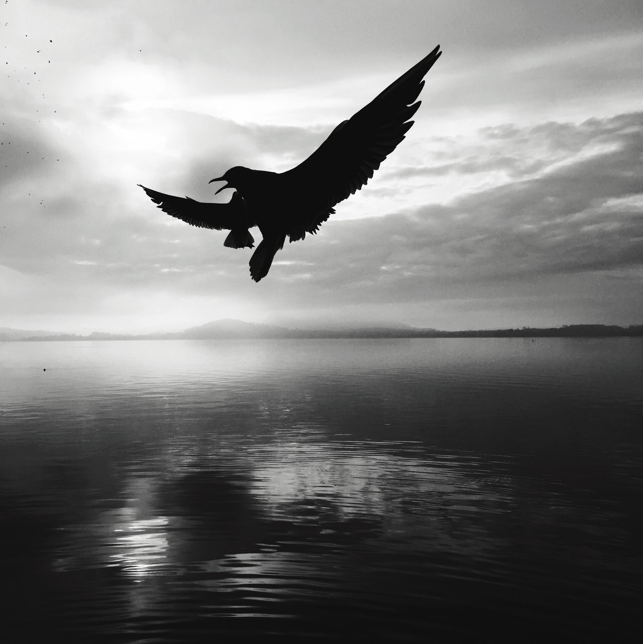 Seagull in black&white