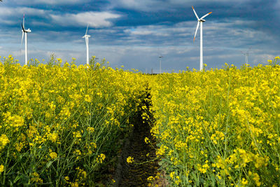 Scenic view of oilseed rape field against sky