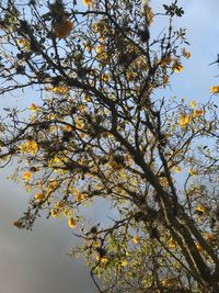 Low angle view of blooming tree against sky