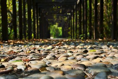 Surface level of leaves in forest