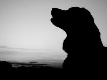 Close-up of silhouette dog against clear sky