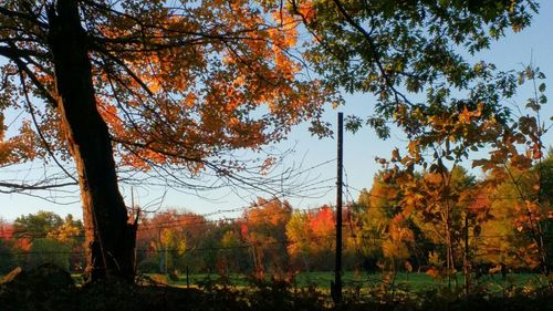 Scenic view of forest during autumn