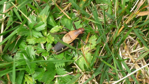 High angle view of insect on dry leaf on field