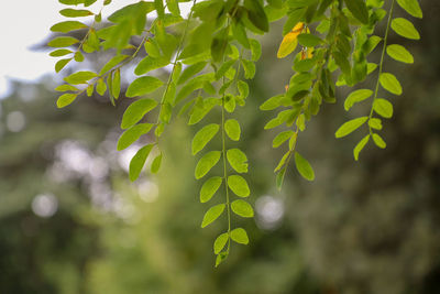 Close-up of fresh green leaves
