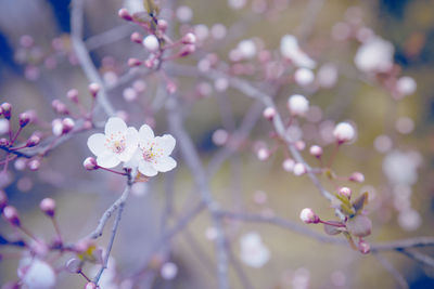 Close-up of cherry blossoms on tree
