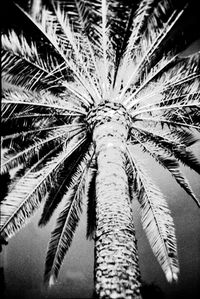 Low angle view of palm trees