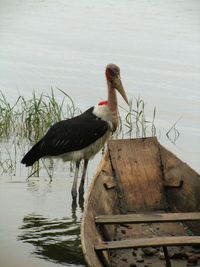 Close-up of bird perching on wood against lake