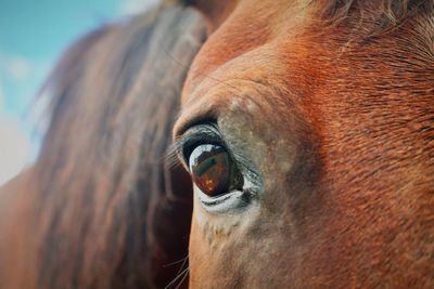 Close-up of horse