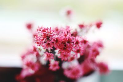 Close-up of pink cherry blossom