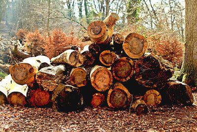 Stack of logs in forest