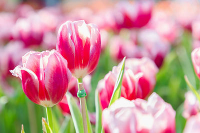 Close-up of pink tulip