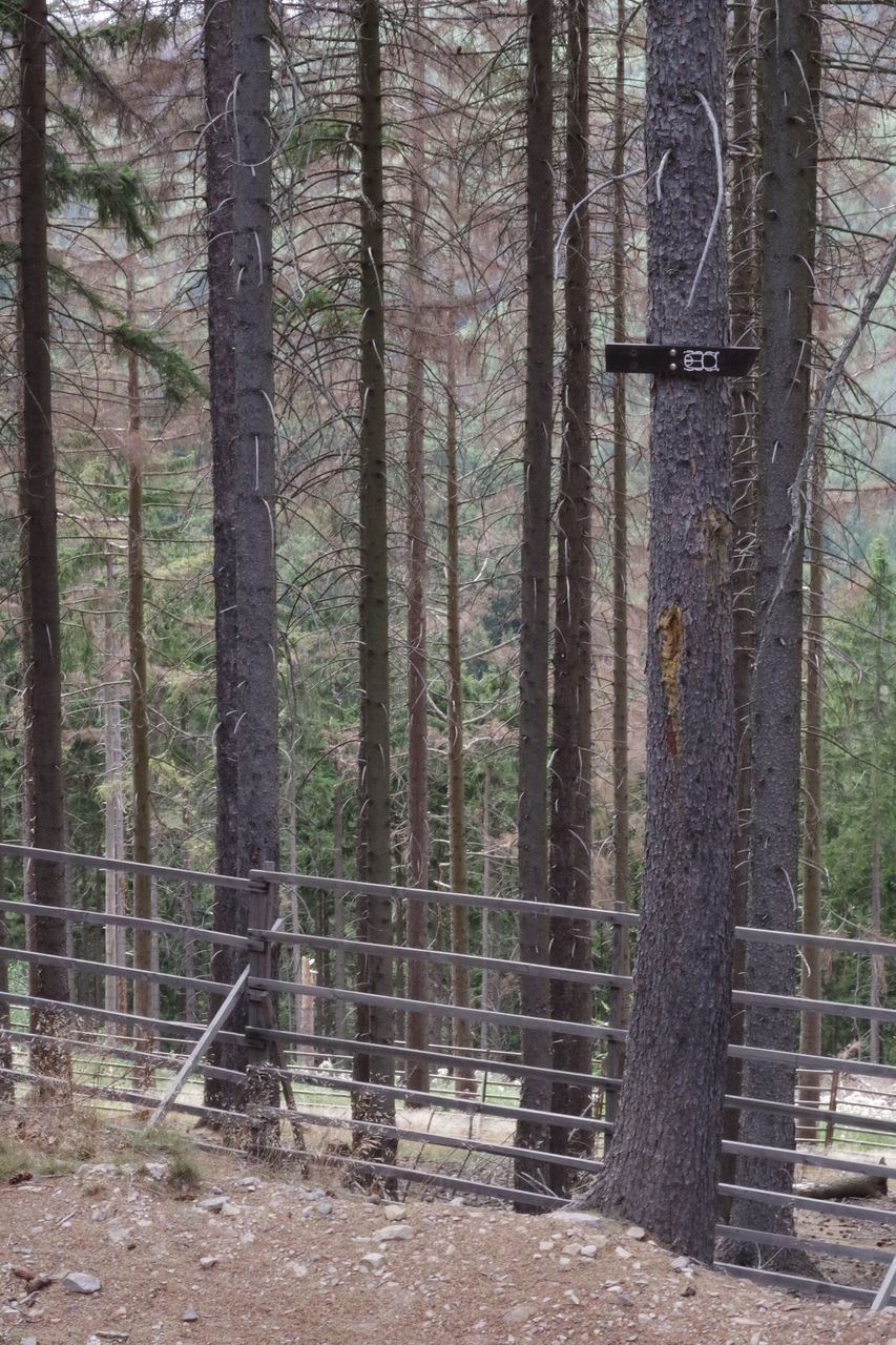 TREES GROWING IN FOREST